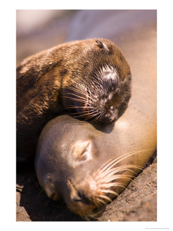 Mom And Baby Sea Lions, South Plaza Island, Galapagos Islands National Park, Ecuador by Stuart Westmoreland Pricing Limited Edition Print image
