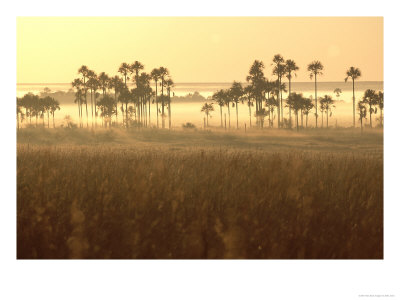 Cerrado Vegetation, Mauritia Vinifera, Emas National Park, Brazil by Mark Jones Pricing Limited Edition Print image