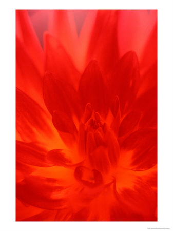 Close-Up Of Dahlia Flower by Janell Davidson Pricing Limited Edition Print image