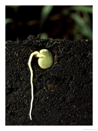 Broad Bean, Growth by Oxford Scientific Pricing Limited Edition Print image