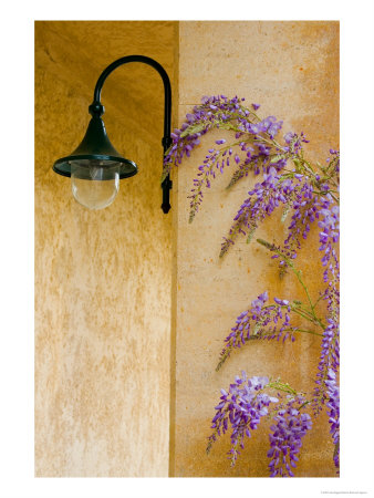 Wisteria Growing At St. Francis Vineyards And Winery, Sonoma Valley, California, Usa by Julie Eggers Pricing Limited Edition Print image