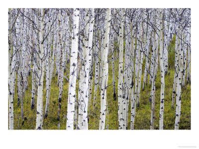 Aspen Grove Near East Glacier, Montana, Usa by Chuck Haney Pricing Limited Edition Print image