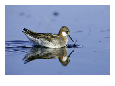 Red-Necked Phalarope, Female Feeding, Sweden by Mark Hamblin Pricing Limited Edition Print image