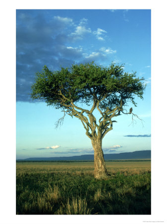 Landscape/Eagle, Kenya by Stan Osolinski Pricing Limited Edition Print image