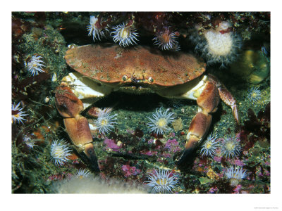 Edible Crab, Gods Garden, Scotland by Paul Kay Pricing Limited Edition Print image