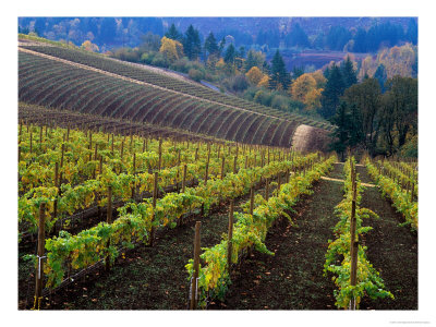 Vineyard In The Willamette Valley, Oregon, Usa by Janis Miglavs Pricing Limited Edition Print image