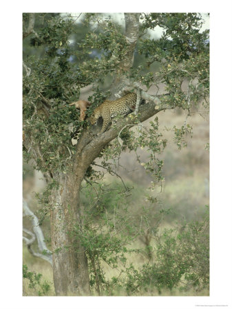 African Leopard In Tree With Prey, South Africa by Patricio Robles Gil Pricing Limited Edition Print image