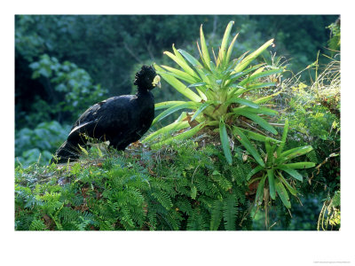 Great Curassow, Male, Mexico by Patricio Robles Gil Pricing Limited Edition Print image