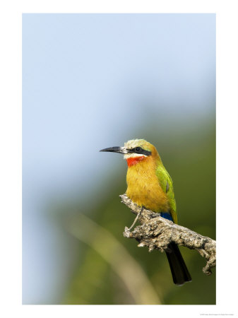 Whitefronted Bee-Eater On Perch, Mashatu Game Reserve, Botswana by Roger De La Harpe Pricing Limited Edition Print image