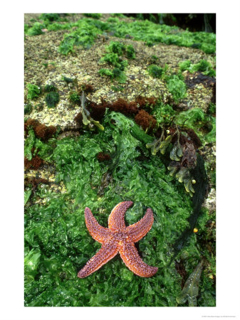 Common Star On Algae, Brittany, France by Richard Herrmann Pricing Limited Edition Print image