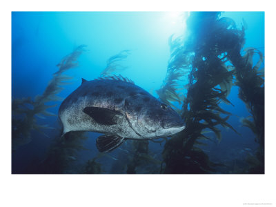 Giant Black Sea Bass, Catalina Island, California, Usa by Richard Herrmann Pricing Limited Edition Print image