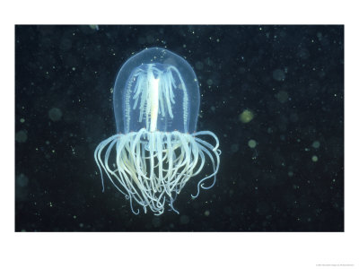 Jellyfish, Kodiak Island, Usa by Richard Herrmann Pricing Limited Edition Print image