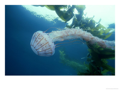 Pelagic Jellyfish In Kelp Forest, Baja Ca, Mexico by Richard Herrmann Pricing Limited Edition Print image