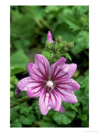 Common Mallow, April, Greece by Mark Hamblin Pricing Limited Edition Print image