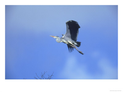 Grey Heron, Ardea Cinerea In Flight Uk by Mark Hamblin Pricing Limited Edition Print image