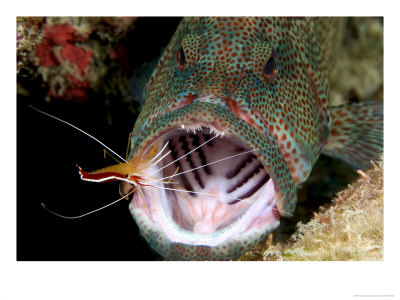 Coral Grouper, With Cleaner Shrimp, Malaysia by David B. Fleetham Pricing Limited Edition Print image