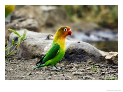 Fishers Lovebird, Serengeti National Park, Tanzania by Ariadne Van Zandbergen Pricing Limited Edition Print image