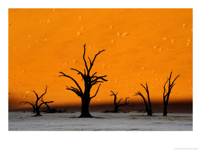 Dead Trees Against Sand Dune Backdrop, Namib-Naukluft National Park, Namibia by Ariadne Van Zandbergen Pricing Limited Edition Print image