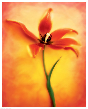 Tulip Ii by Chris Zalewski Pricing Limited Edition Print image