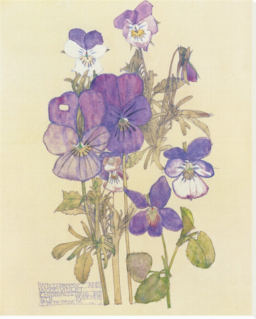 Wild Pansy by Charles Rennie Mackintosh Pricing Limited Edition Print image
