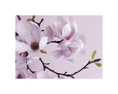 Magnolias by Lisa Barber Pricing Limited Edition Print image