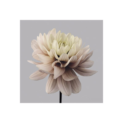 Smooth Dahlia by Philip Gatward Pricing Limited Edition Print image