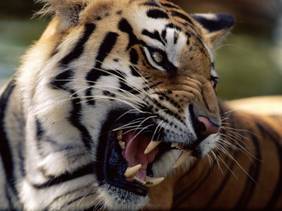 Face Portrait Of Snarling Bengal Tiger, India by Anup Shah Pricing Limited Edition Print image