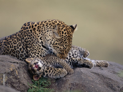 Leopard Grooming Cub, Masai Mara Game Reserve, Kenya by Anup Shah Pricing Limited Edition Print image