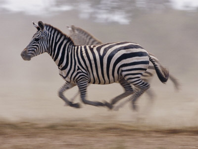 Common Zebras Running, Masai Mara, Kenya by Anup Shah Pricing Limited Edition Print image