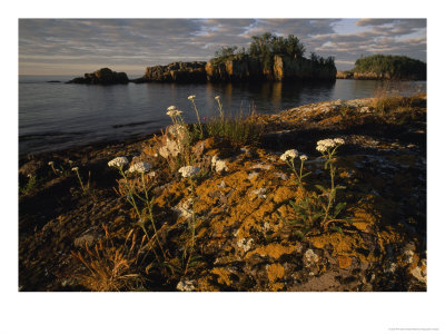Orange Leichen-Covered Rocks At Isle Royale National Park, Michigan by Phil Schermeister Pricing Limited Edition Print image