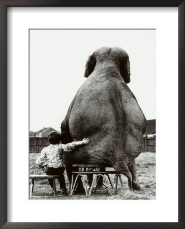 My Pal, The Elephant by Mike Hollist Pricing Limited Edition Print image