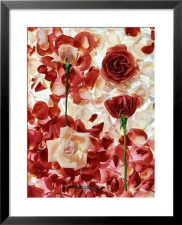 Roses by George Silk Pricing Limited Edition Print image