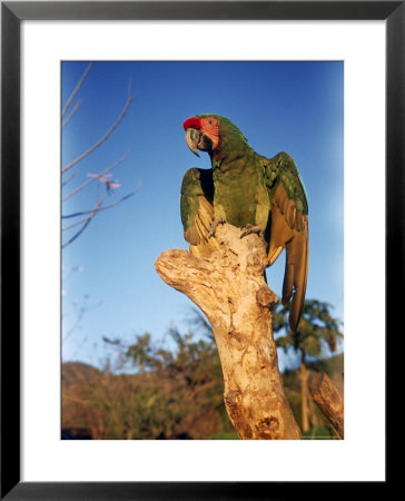 Military Macaw by Eliot Elisofon Pricing Limited Edition Print image
