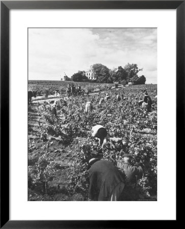 Workers During The Harvest Season Picking Grapes By Hand In The Field For The Wine by Thomas D. Mcavoy Pricing Limited Edition Print image