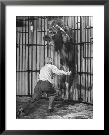 Animal Trainer Jules Jacot Training A Lion, One Of The 21 Big Cats He Will Use Next Year by Wallace Kirkland Pricing Limited Edition Print image