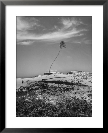 Towering Palm Tree Swayed By Wind As It Stands Next To House On Sandy Beach In Desolate Area by Eliot Elisofon Pricing Limited Edition Print image