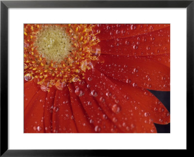 Gerbera With Water Drops by Daisy Gilardini Pricing Limited Edition Print image