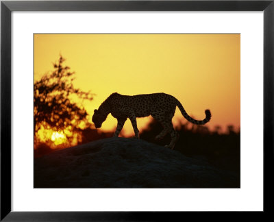 Cheetah, Okavango Delta, Botswana, Africa by Paul Allen Pricing Limited Edition Print image