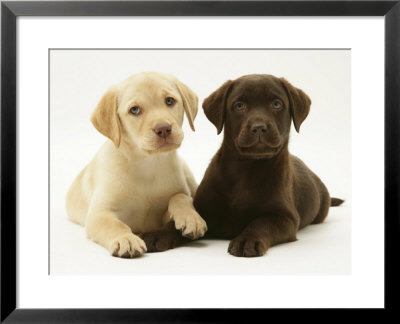 Yellow And Chocolate Retriever Pups Lying Down Together by Jane Burton Pricing Limited Edition Print image