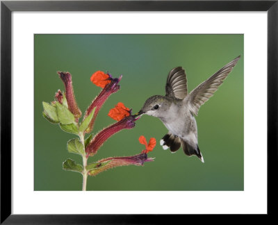 Anna's Hummingbird Female In Flight Feeding On Flower, Tuscon, Arizona, Usa by Rolf Nussbaumer Pricing Limited Edition Print image