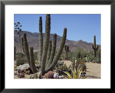 Cactus Plants, Arizona, United States Of America, North America by Ursula Gahwiler Pricing Limited Edition Print image
