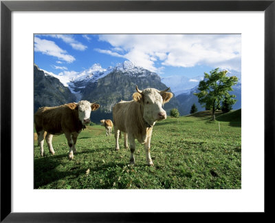 Cows Near Grindelwald, Bernese Oberland, Swiss Alps, Switzerland by Hans Peter Merten Pricing Limited Edition Print image
