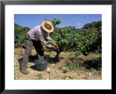 Spanish Seasonal Worker Picking Grapes, Seguret Region, Vaucluse, Provence, France by Duncan Maxwell Pricing Limited Edition Print image