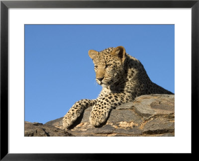 Young Leopard (Panthera Pardus), Namibia, Africa by Thorsten Milse Pricing Limited Edition Print image