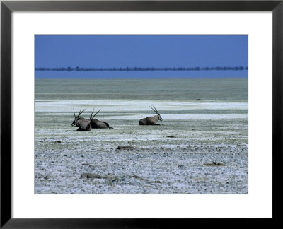 Oryx, Gemsbok, Oryx Gazella, Etosha National Park, Namibia, Africa by Thorsten Milse Pricing Limited Edition Print image