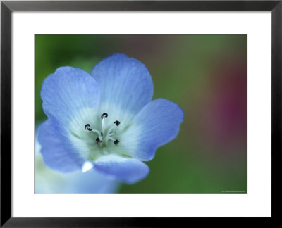 Baby Blue Eyes, Nemophila Phacelioides, Bielefield, Germany by Thorsten Milse Pricing Limited Edition Print image