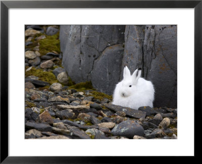 Snow Hare, Lepus Americanus, Churchill, Manitoba, Canada by Thorsten Milse Pricing Limited Edition Print image