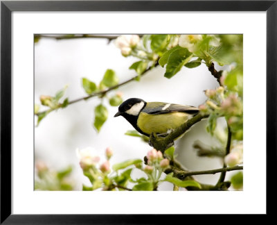 Great Tit (Parus Major) In Apple Tree, Bielefeld, Nordrhein Westfalen, Germany by Thorsten Milse Pricing Limited Edition Print image