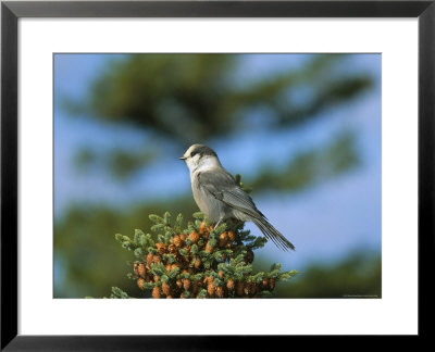 Close-Up Of Grey Jay Bird, Kouchibouguac National Park, New Brunswick, Canada by Marco Simoni Pricing Limited Edition Print image
