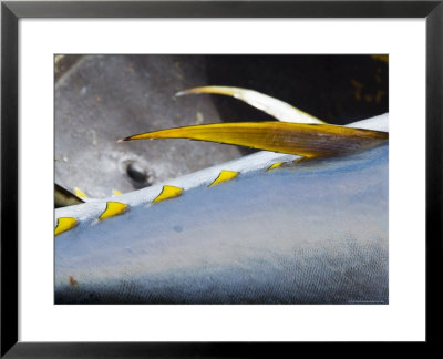 Yellow Fin Tuna On Beach At Santa Maria On The Island Of Sal (Salt), Cape Verde Islands, Africa by R H Productions Pricing Limited Edition Print image